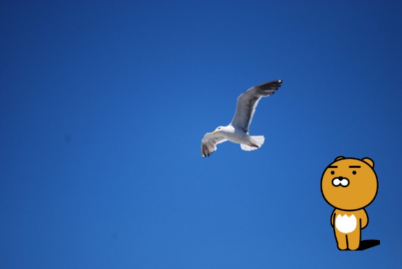 다음이 실패한 꿈, 카카오가 재도전한다