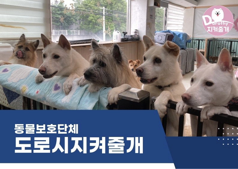 대우산업개발, 유기견 보호단체에 ‘에어데이즈’ 마스크 기부